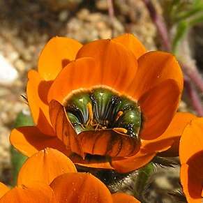 Gorteria diffusa Seeds - Indigenous South African Native Annual - sementes semillas grains zaden