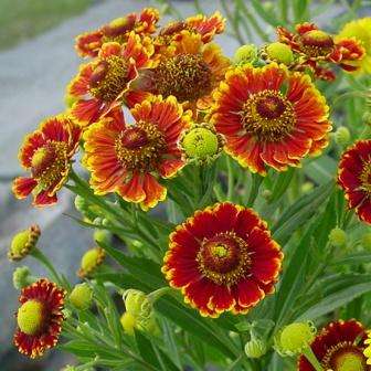 10 Helen's Flower Seeds - Helenium autumnale Seeds - Perennial