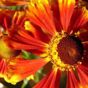 20 Sneezeweed, Helen's Flower Seeds - Helenium autumnale Seeds - Perennial Seeds