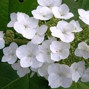 Oakleaf Hydrangea Seeds - Hydrangea quercifolia Seeds + GET FREE SEEDS WITH ALL ORDERS
