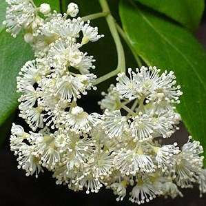 Hydrangea serratifolia Seeds - Hardy Climber Vine from Chile + Get FREE Seeds with ALL Orders!