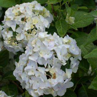 20 Hydrangea serratifolia Seeds - Hardy Climber Vine from Chile + Get FREE Seeds with ALL Orders!
