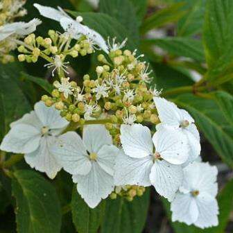 10+ Hydrangea serratifolia Seeds - Hardy Climber Vine from Chile + Get FREE Seeds with ALL Orders!
