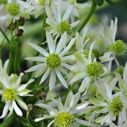 Knowltonia vesicatoria Seeds - Indigenous Perennial Fynbos - Medicinal Herb