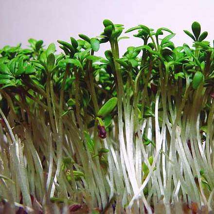 100 Garden Cress Seeds - Lepidium sativum Seeds - Medicinal and Culinary Herbs