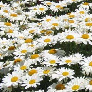 25 Shasta Daisy Seeds - Leucanthemum x superbum 'Alaska' Seeds - Perennial