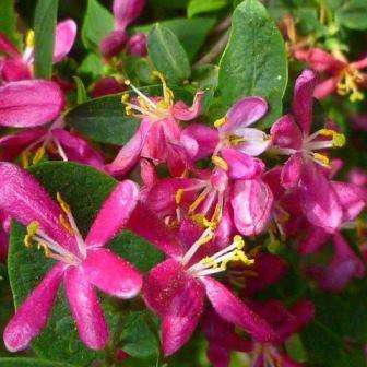 10 Tartarian Honeysuckle Seeds - Lonicera tartarica Shrub Seeds - Hedge Plant - Flat Ship Rate