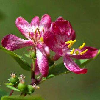 10 Tartarian Honeysuckle Seeds - Lonicera tartarica Shrub Seeds - Hedge Plant - Flat Ship Rate
