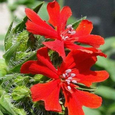 Lychnis chalcedonica Seeds - Maltese Cross, Jerusalem Cross, London Pride - Perennial Seeds