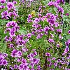 20 Malva sylvestris mauritiana Seeds - Hardy Flowering Perennial Shrub Seeds in South Africa