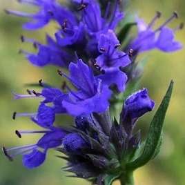 100 Hyssop Seeds - Hyssopus officinalis - Culinary Medicinal Herbs - Perennial Edible Herb