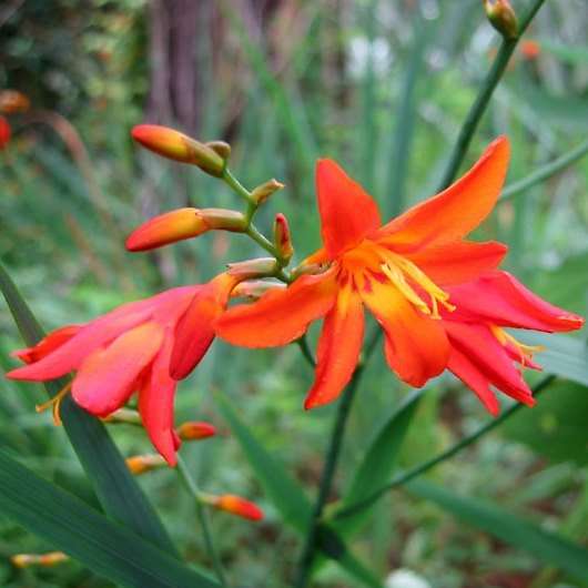 Crocosmia aurea - Falling Stars, Valentine Flower Seeds - Indigenous South African Bulb Seeds