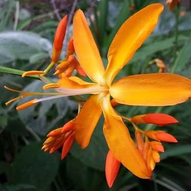 100 Crocosmia aurea - Falling Stars, Valentine Flower Seeds - Indigenous South African Bulb - Bulk