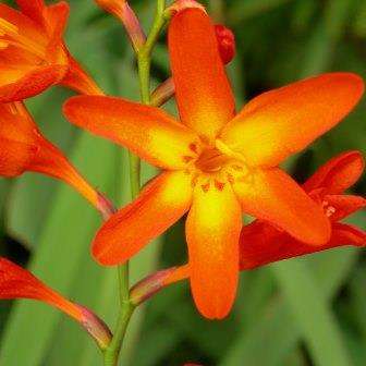 Crocosmia aurea - Falling Stars, Valentine Flower Seeds - Indigenous South African Bulb Seeds