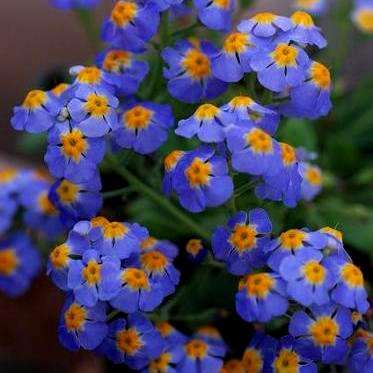 Manulea nervosa Seeds - Indigenous South African Endemic Annual - Combined Worldwide Shipping