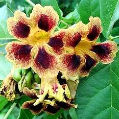 5 Markhamia zanzibarica Seeds - Bell bean Tree - Indigenous Medicinal - Combined Global Delivery