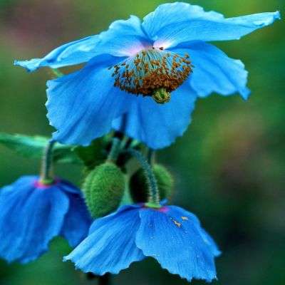5 Himalayan Blue Poppy Seeds - Meconopsis betonicifolia Seeds - Fost Hardy Perennial