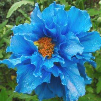 5 Himalayan Blue Poppy Seeds - Meconopsis betonicifolia Seeds - Fost Hardy Perennial