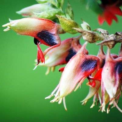 10 Melianthus comosus Seeds - Kruidjie-roer-my-nie, Touch-me-not, Honey Flower - Indigenous