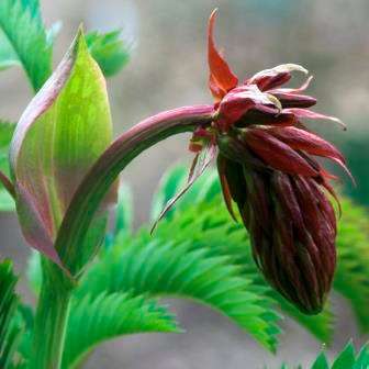 5 Melianthus major Seeds - Kruidjie-roer-my-nie, Touch-me-not, Large Honey Flower - Indigenous