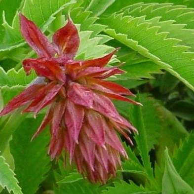 5 Melianthus major Seeds - Kruidjie-roer-my-nie, Touch-me-not, Large Honey Flower - Indigenous