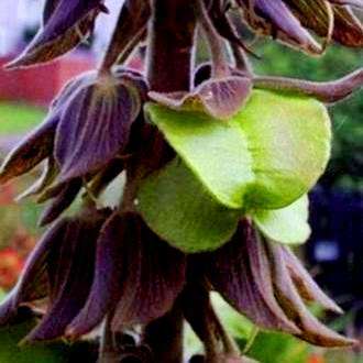 10 Melianthus villosus Seeds - Honey Bush - Indigenous - South African Native Shrub Seeds