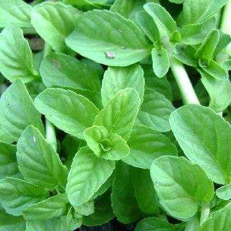 English Pennyroyal Seeds - Mentha pulegium - Herbs + FREE Seeds with All Orders - Flat Ship Rate