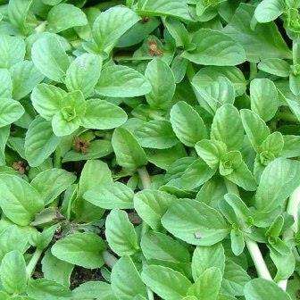 English Pennyroyal Seeds - Mentha pulegium - Herbs + FREE Seeds with All Orders - Flat Ship Rate