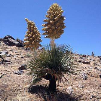 Nolina bigelovii Seeds - Exotic Succulents - Uitheemse Vetplant Saad te Koop in Suid Afrika