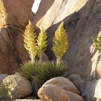 10 Nolina bigelovii Seeds - + Get FREE Seeds! - Exotic Succulent Seeds for Sale in South Africa
