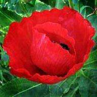 100 Papaver glaucum Seeds - Tulip Poppy - Annual Seeds - Sow Autumn Spring