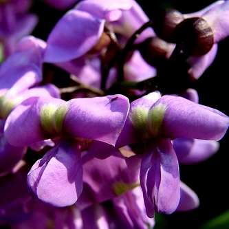 10 Philenoptera violacea Seeds - Apple leaf, Rain tree - Indigenous African Endemic Tree Seeds