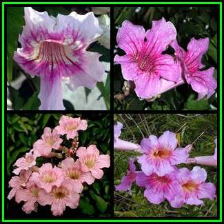 Podranea ricasoliana - Port St. Johns Creeper - 10 Seed Pack - Indigenous Perennial Climber Vine