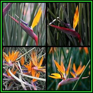 Strelitzia juncea Seeds, Spoon-leaved Strelitzia, 5 Pack - Indigenous Shrub, NEW