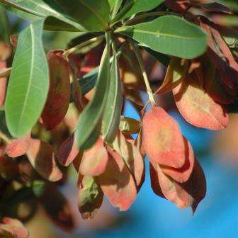 10 Terminalia sericea Seeds - Silver Cluster-leaf - Indigenous Deciduous Tree - New