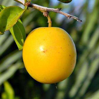 Ximenia americana Seeds - Yellow Plum or Sea Lemon - Edible Fruit Tree