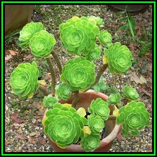 Aeonium arboreum - 10 Seed Pack - Exotic Succulent - Combined Global Shipping - NEW