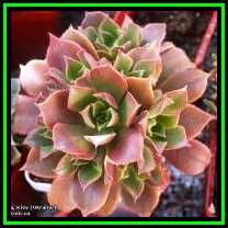 Aeonium decorum var. minor - 10 Seed Pack - Exotic Succulent - Combined Global Shipping - NEW