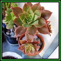 Aeonium decorum var. minor - 20 Seed Pack - Exotic Succulent - Combined Global Shipping - NEW