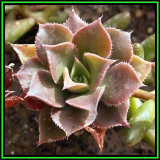 Aeonium decorum var. minor Seeds - Exotic Succulent - Combined Global Shipping - NEW