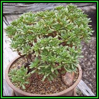 Aeonium sedifolium - 10 Seed Pack - Exotic Succulent - Combined Global Shipping - NEW