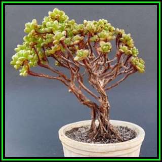 Aeonium sedifolium Seeds - Exotic Bonsai - Combined Global Shipping - NEW
