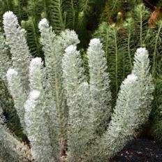 Athanasia pinnata Seeds - Indigenous Evergreen Fynbos Shrub