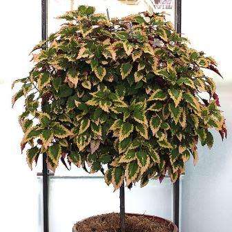 6 Solenostemon scutellarioides / Coleus blumei Seeds - Painted Nettle - Psychoactive Perennial