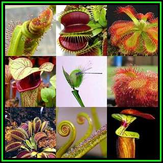 Carnivorous Collection - 6 Varieties - 55 Seeds - Combined Global Shipping - NEW