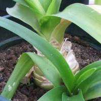 5 Albuca batteniana Seeds - Indigenous South African Bulbous Plant Seeds - New