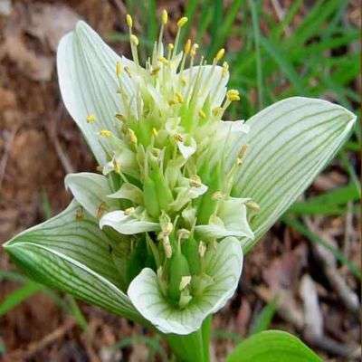 5 Androcymbium striatum Seeds - Indigenous South African Bulb Seeds From Africa + FREE SEEDS