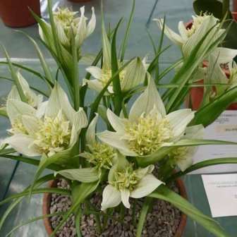5 Androcymbium striatum Seeds - Indigenous South African Bulb Seeds From Africa + FREE SEEDS