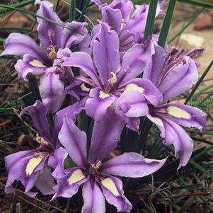 Babiana sambucina Seeds - Buy Seeds for South African Indigenous Bulbs - Worldwide Shipping!