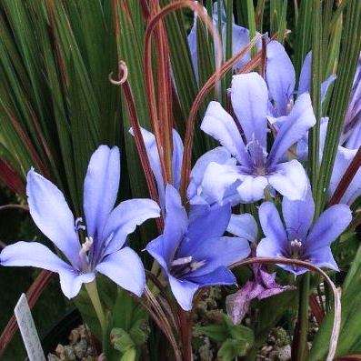 20 Babiana sambucina Seeds - Buy Seeds for South African Indigenous Bulbs - Worldwide Shipping!